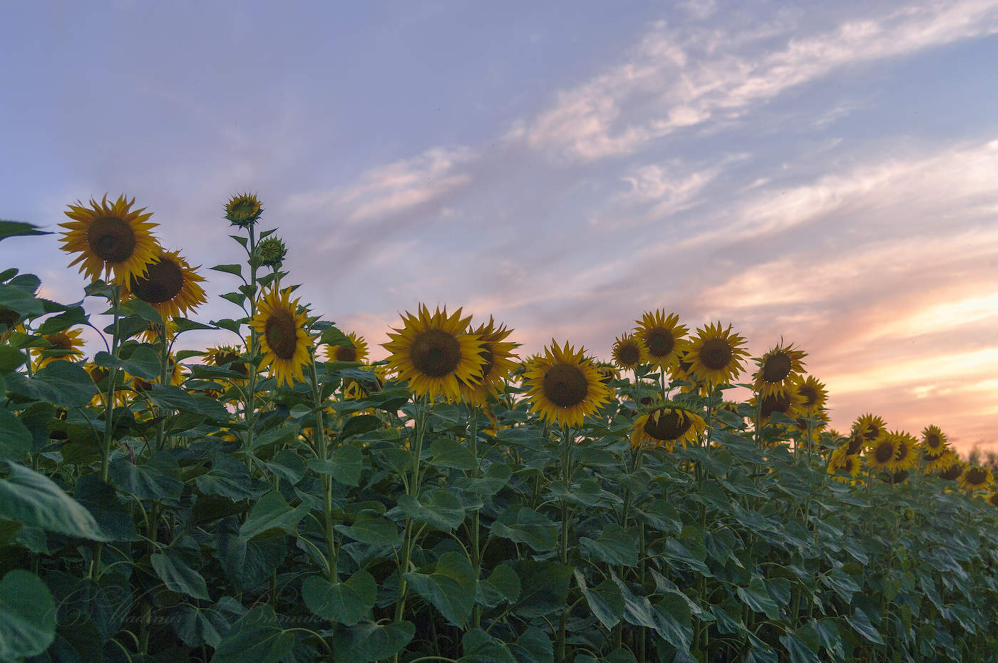 Солнечный отряд