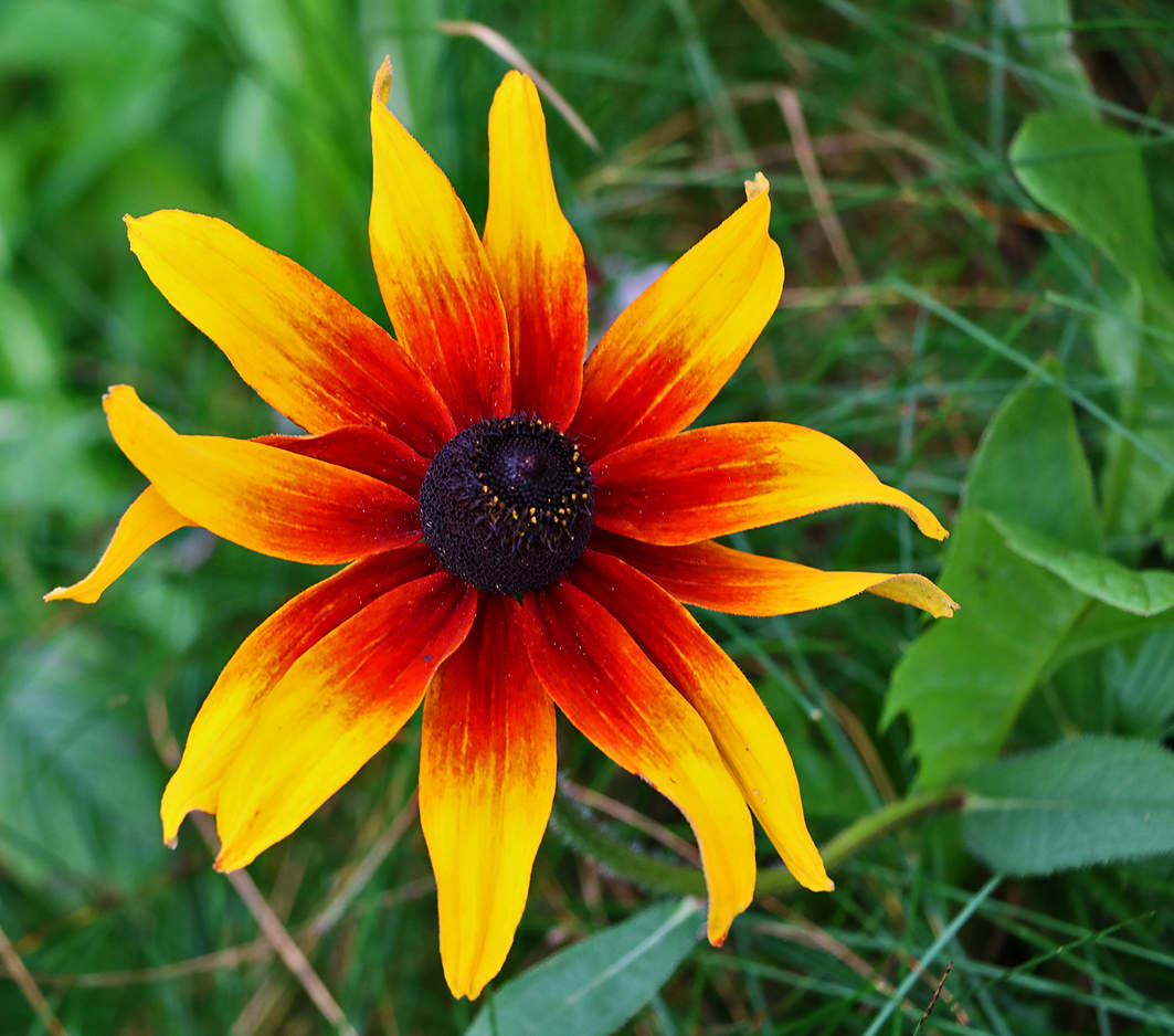 Солнечная рудбекия