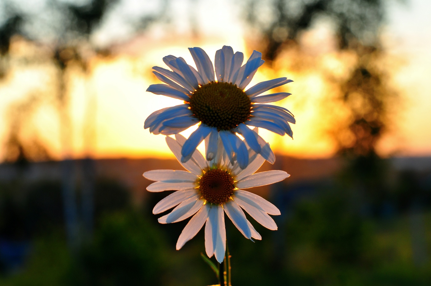 Вечерние ромашки.