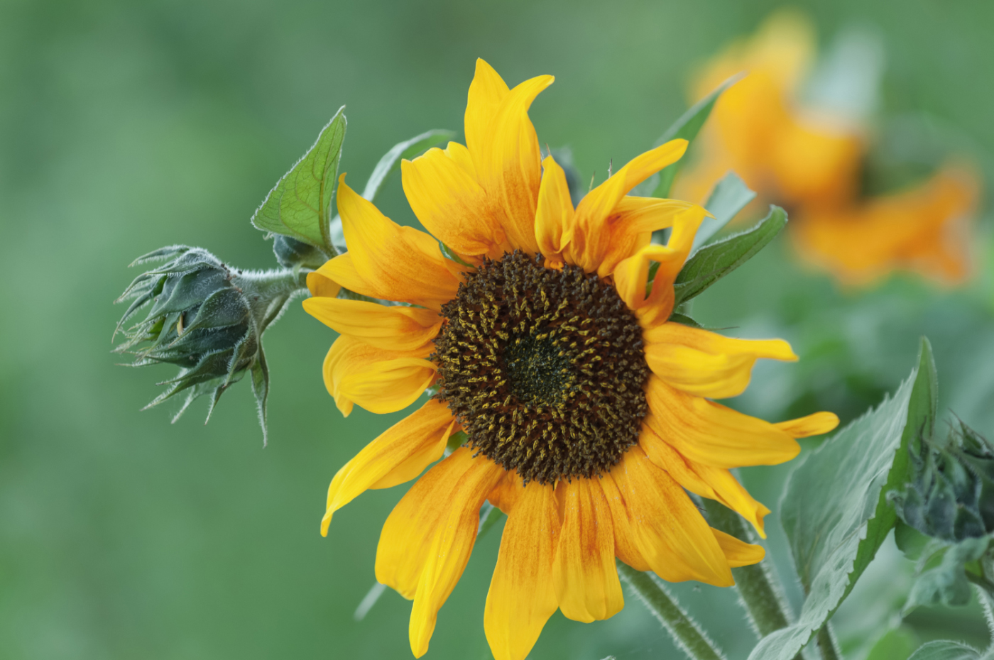 Летняя мелодия...