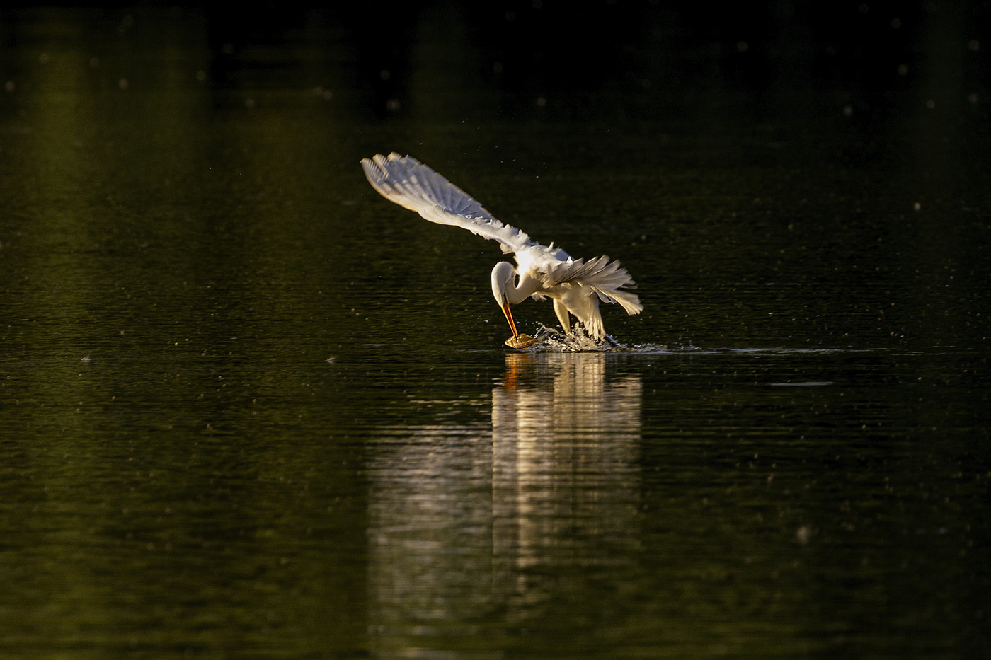 Удачная охота