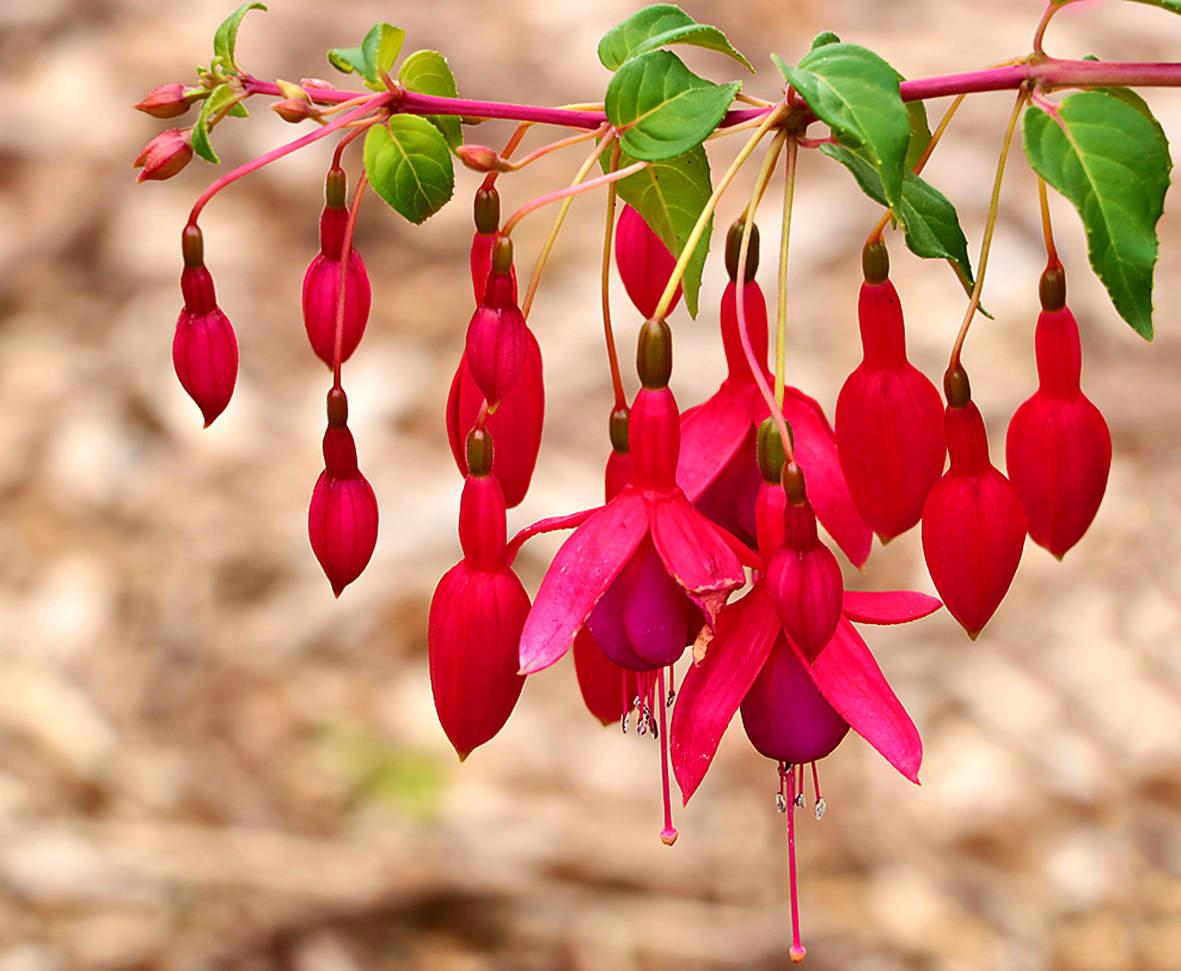 Веточка красоты