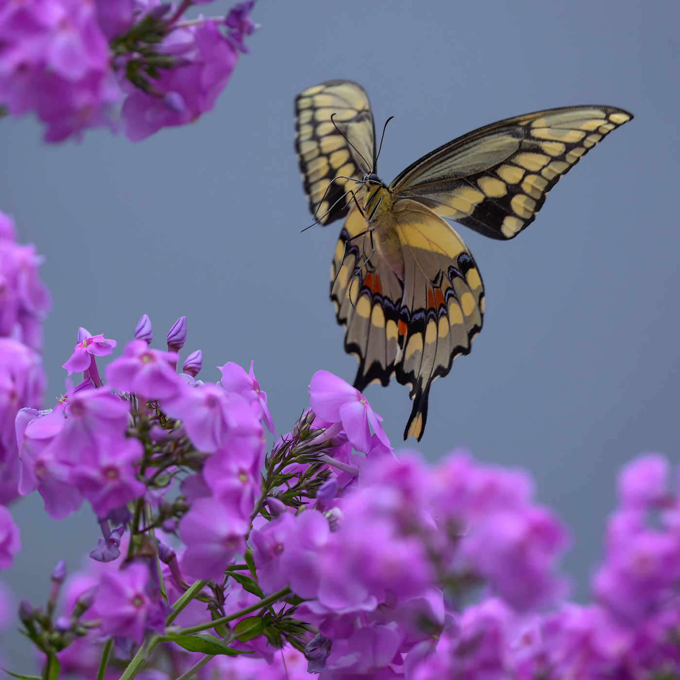 Giant Swallowtail butterfly
