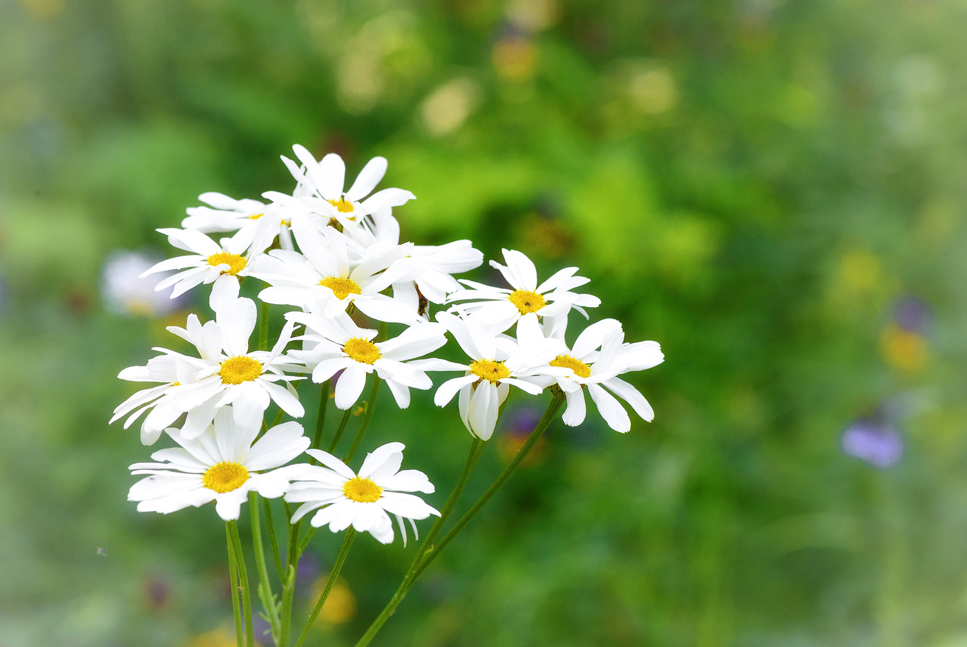 Про лето... (2)