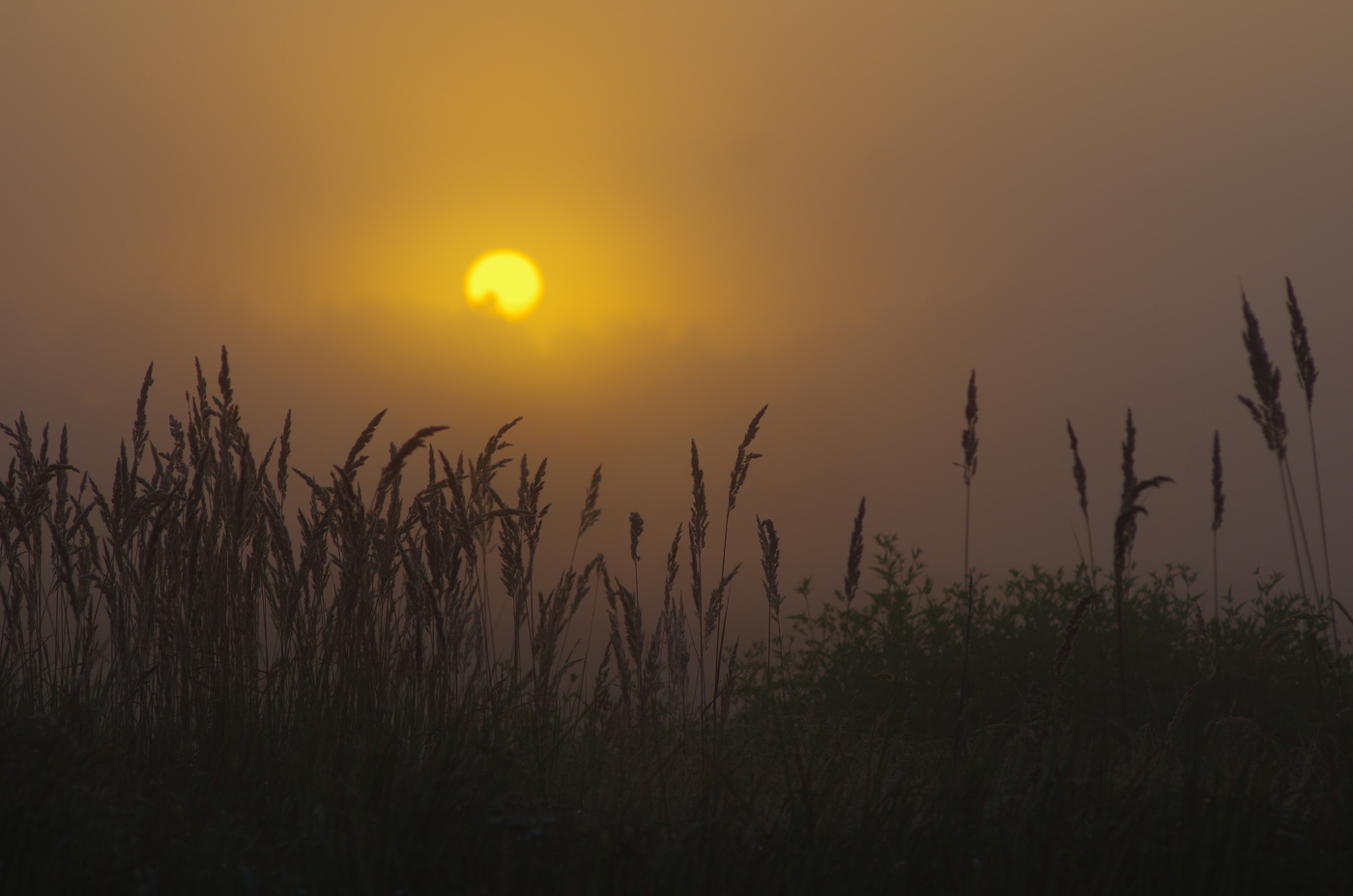 Рассвет в пойменных лугах