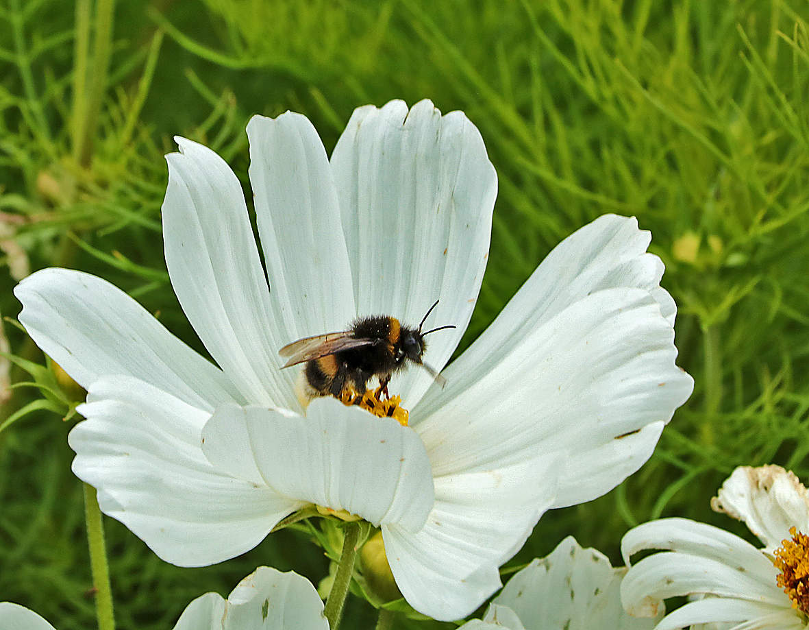 В колыбельке