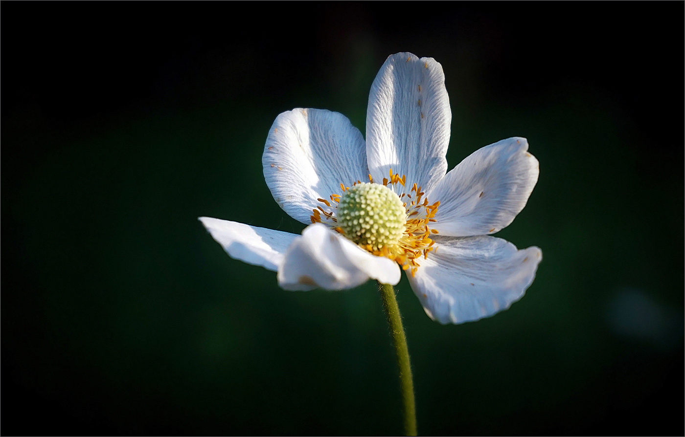 Горделивая анемона
