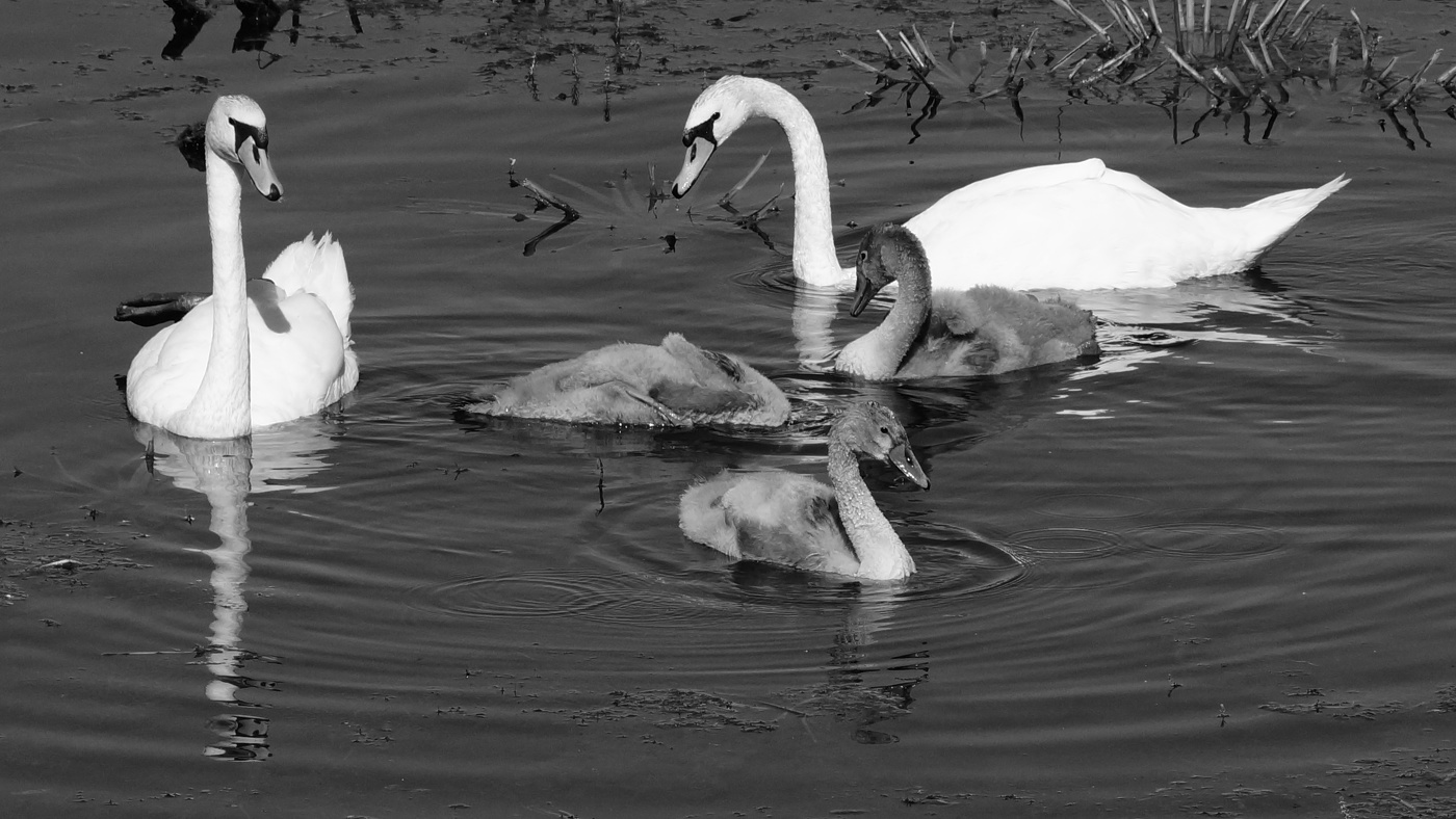 Лебеди.