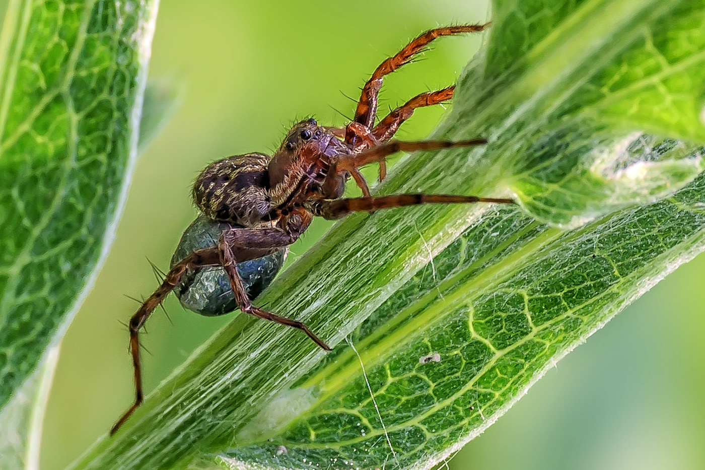 Тихой поступью...