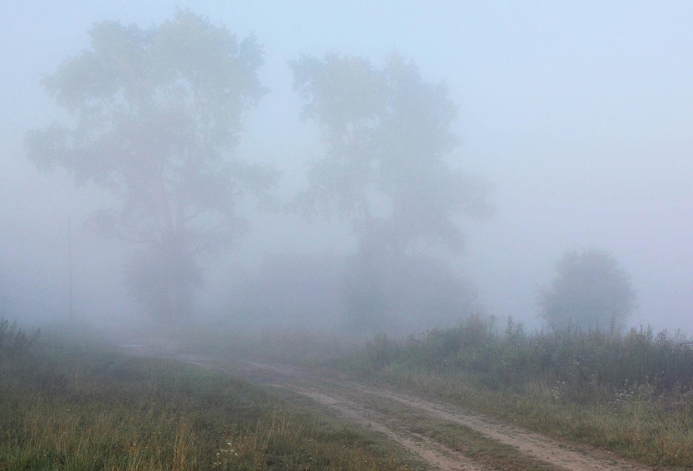 Два старых тополя в тумане ...