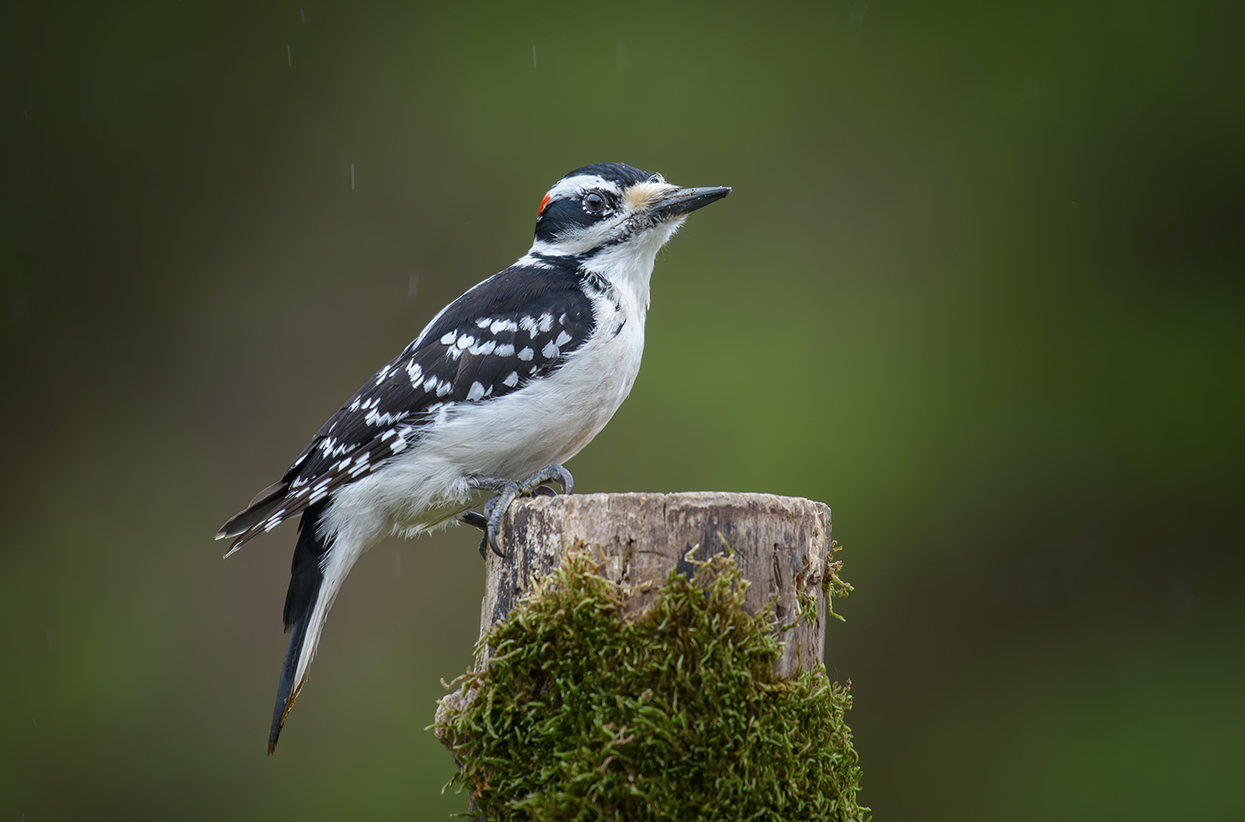 Hairy woodpecker (m)