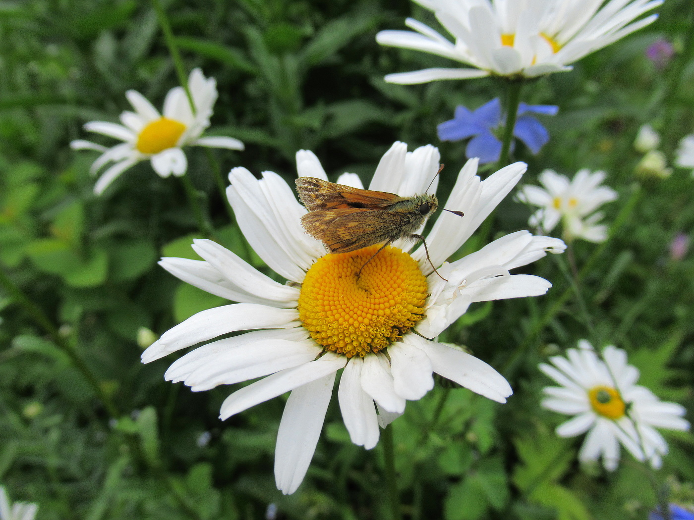 Ромашки с бабочкой.
