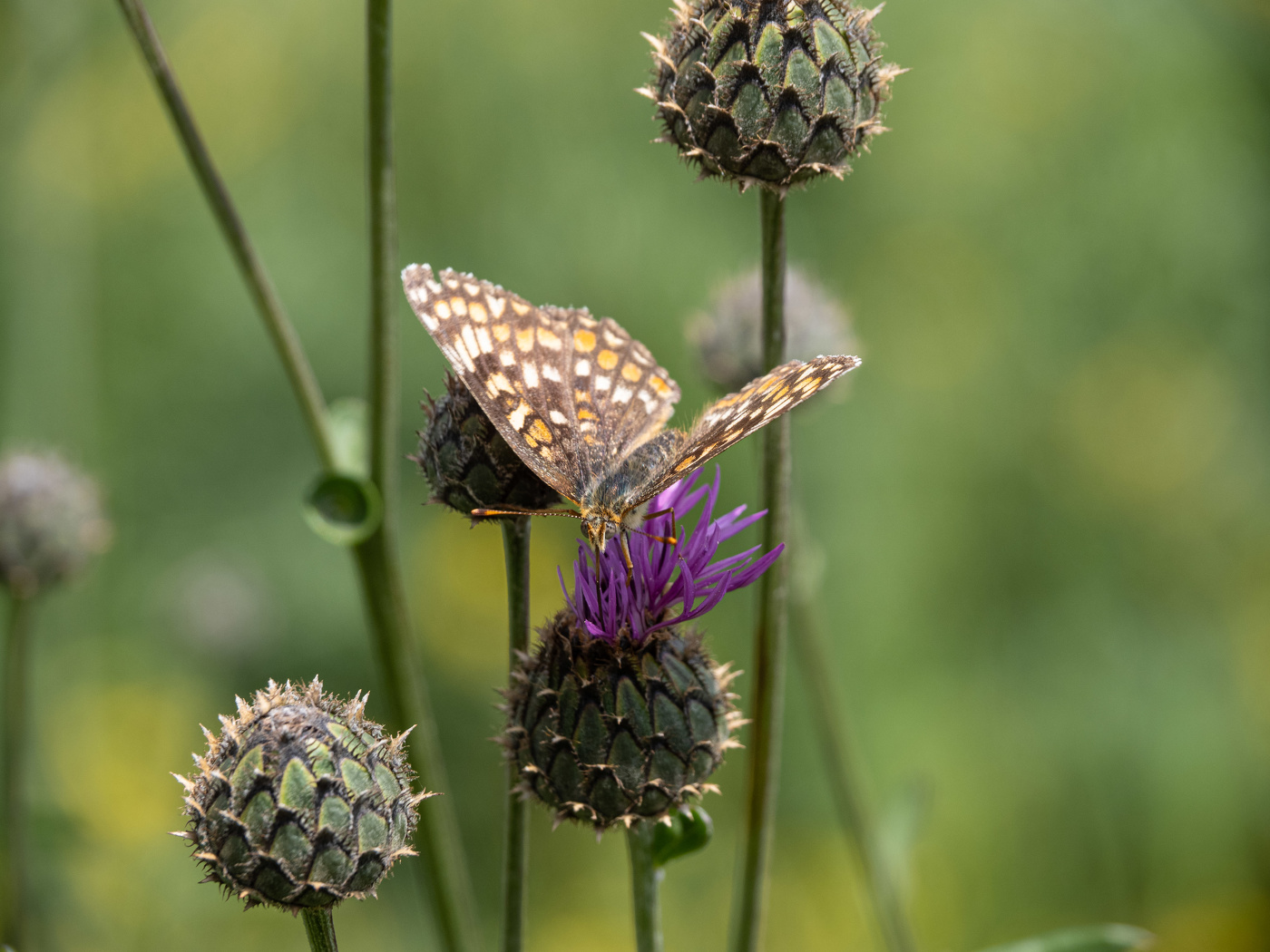 Летом и колючки расцветают