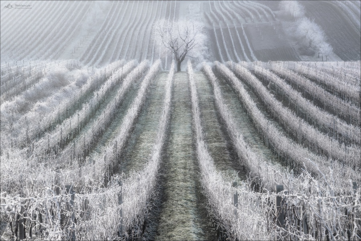 Зимняя вишня