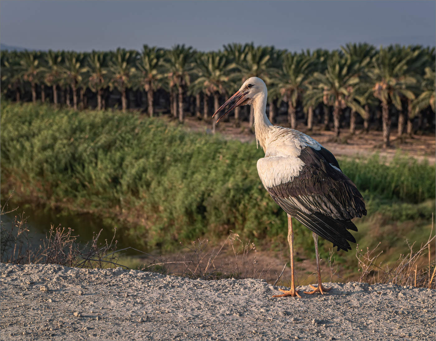 Молодой аист