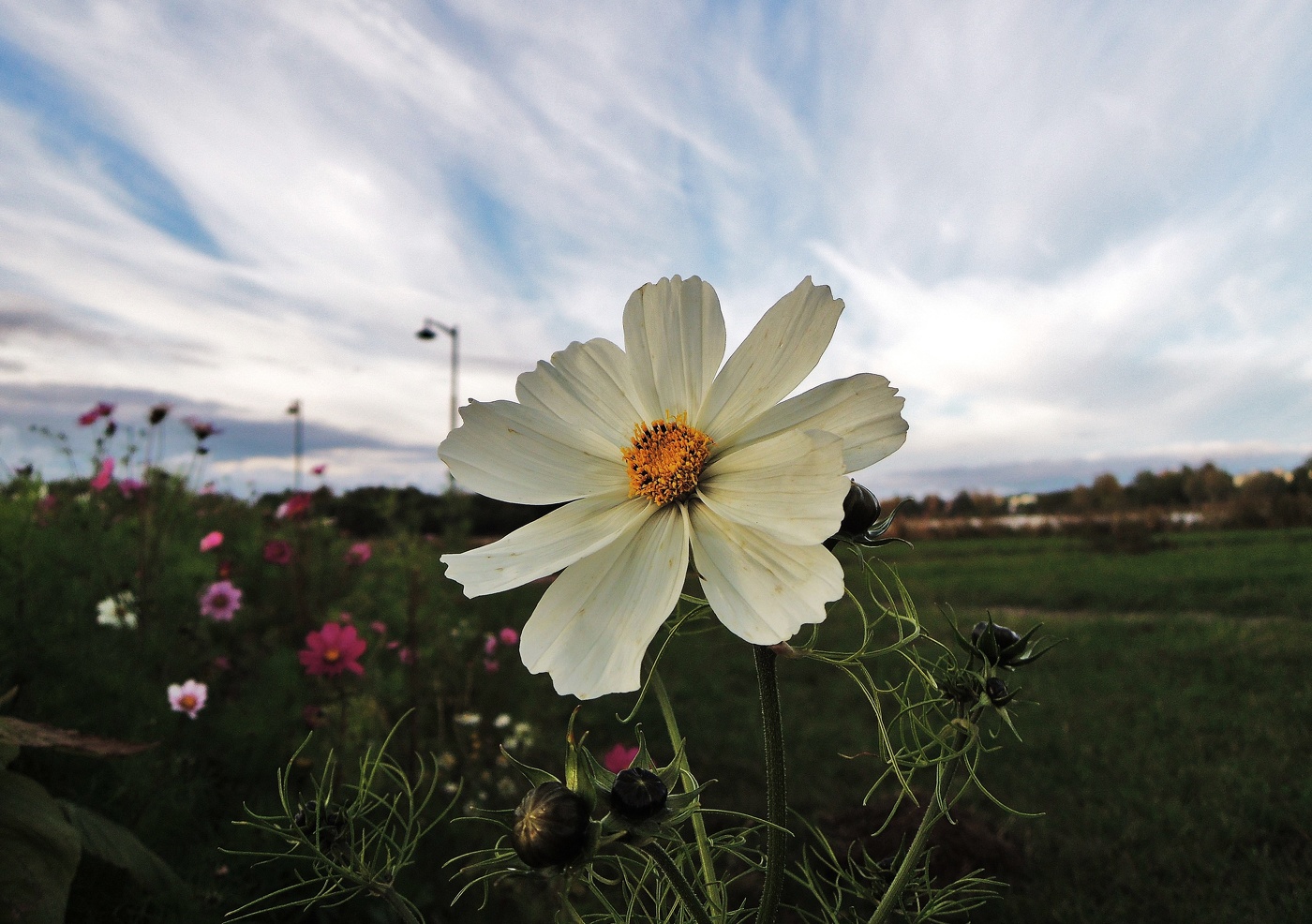 на исходе Лета