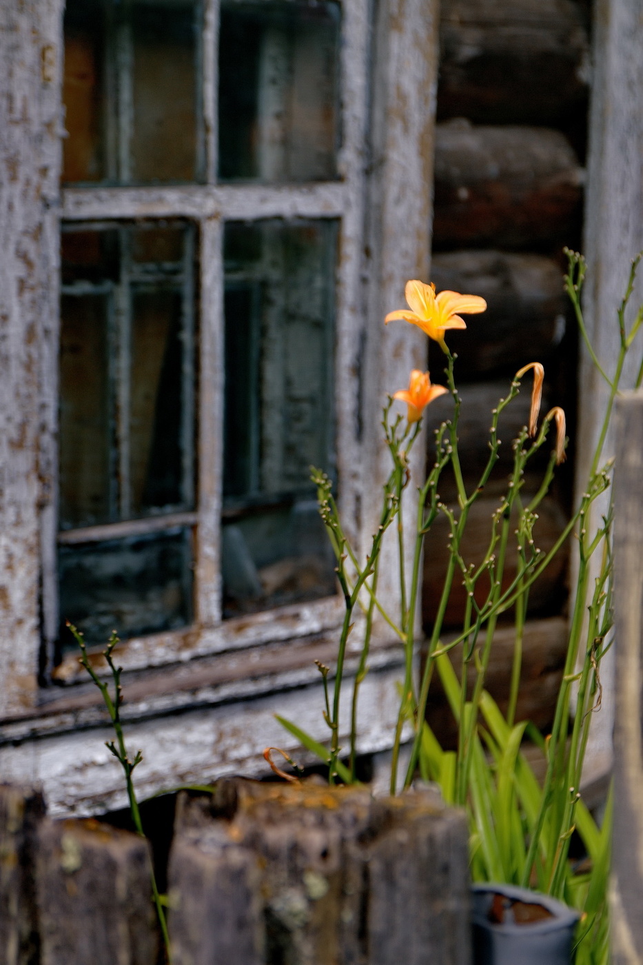 **Увядающая красота.*