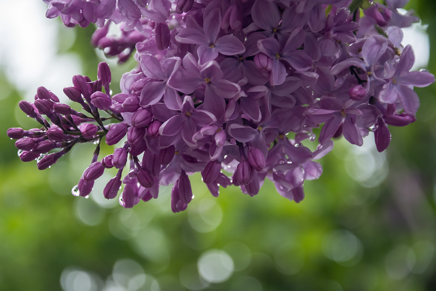 Про весенний дождь...