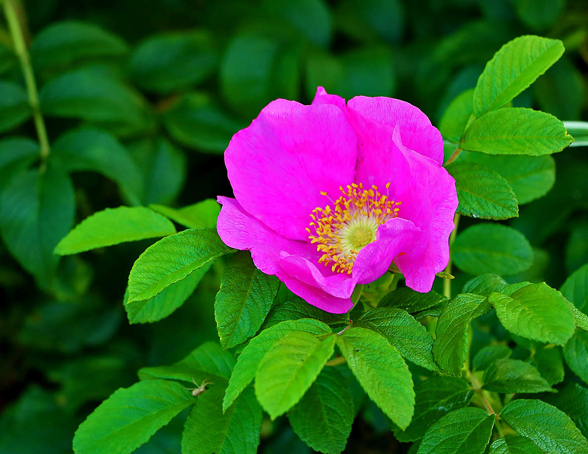 Цветок шиповника