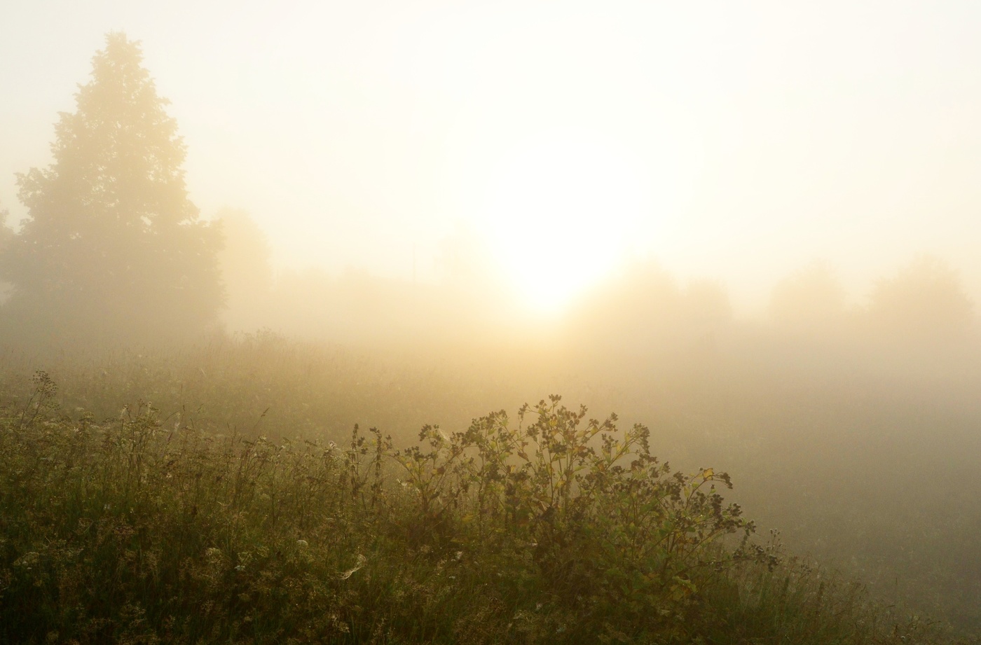 "Мой сонный взор целуется с рассветом ..."