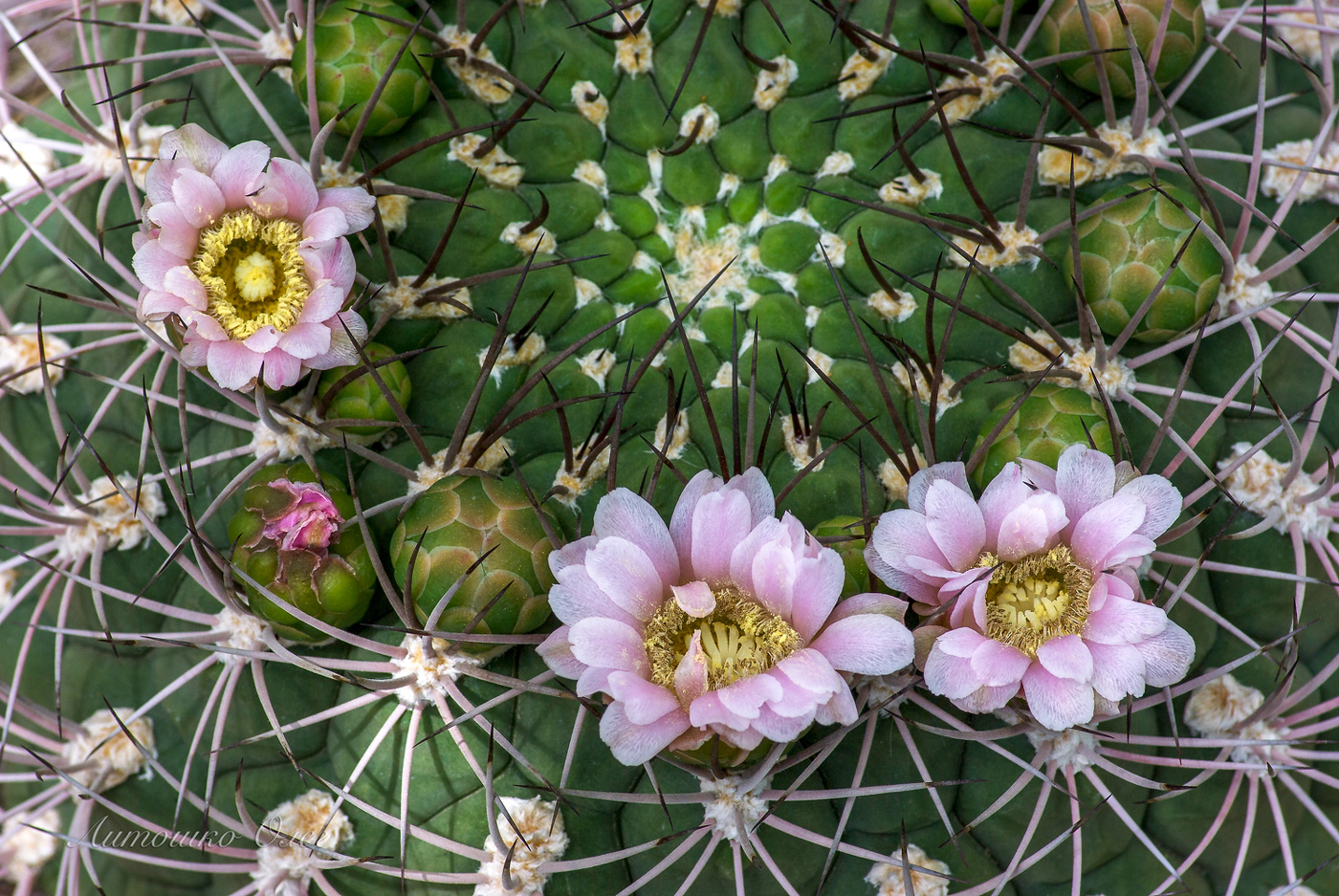 Никитский ботанический сад.