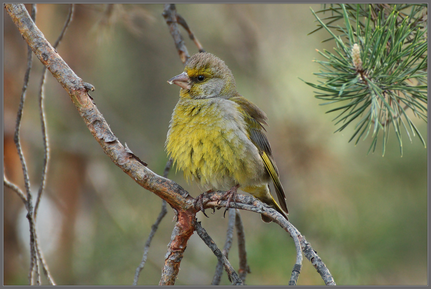 "И, верно, ангельский быть должен голосок" (с)