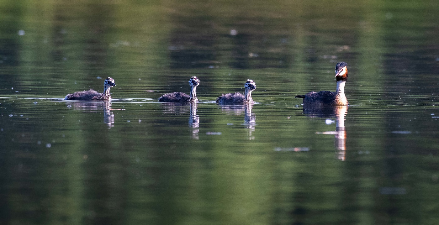 Чомга с выводком