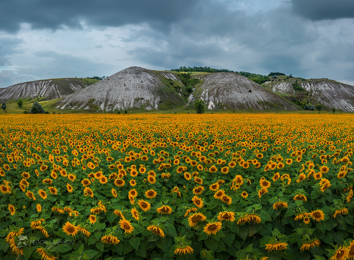 Подсолнухи Белогорья