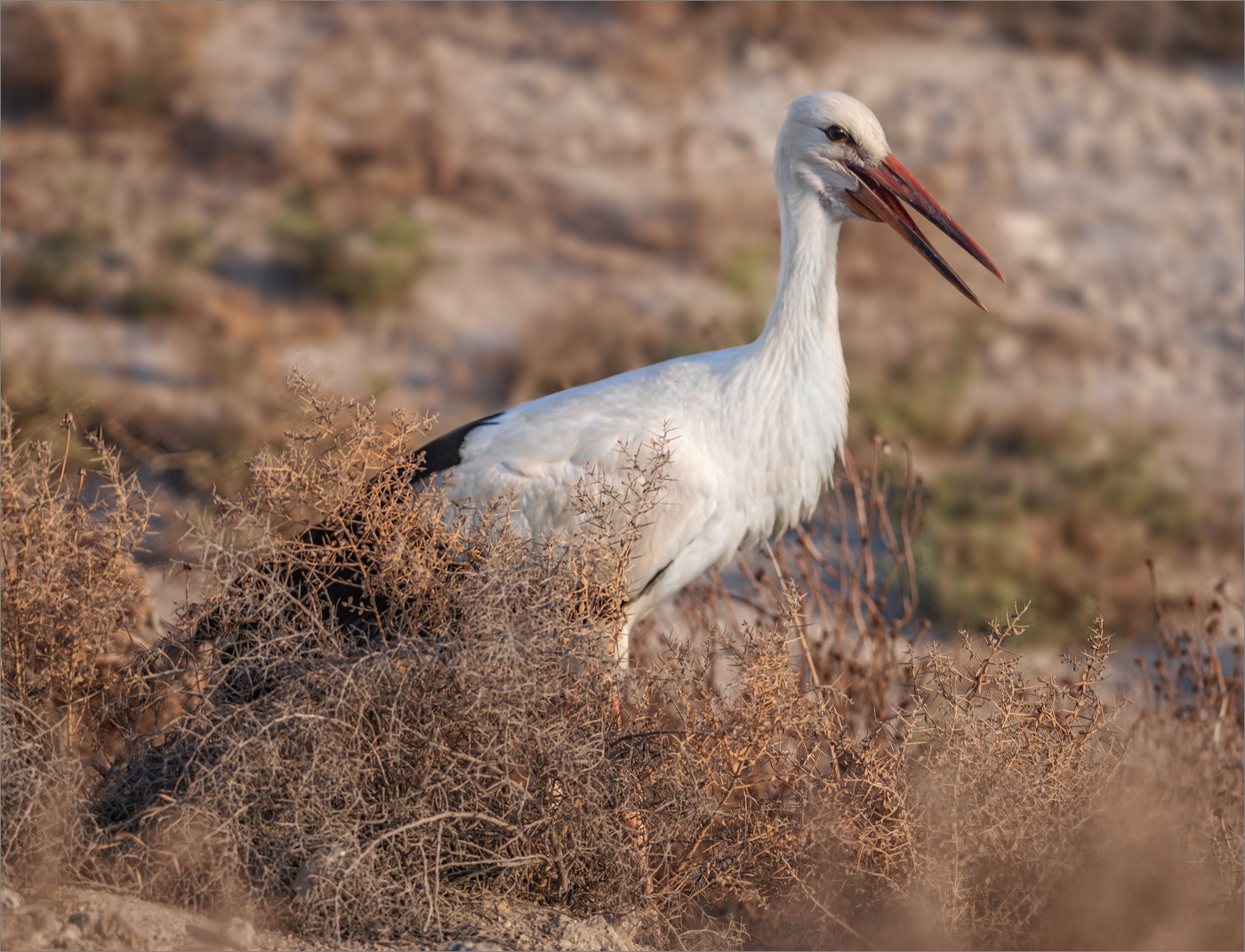 На горе Гильбоа