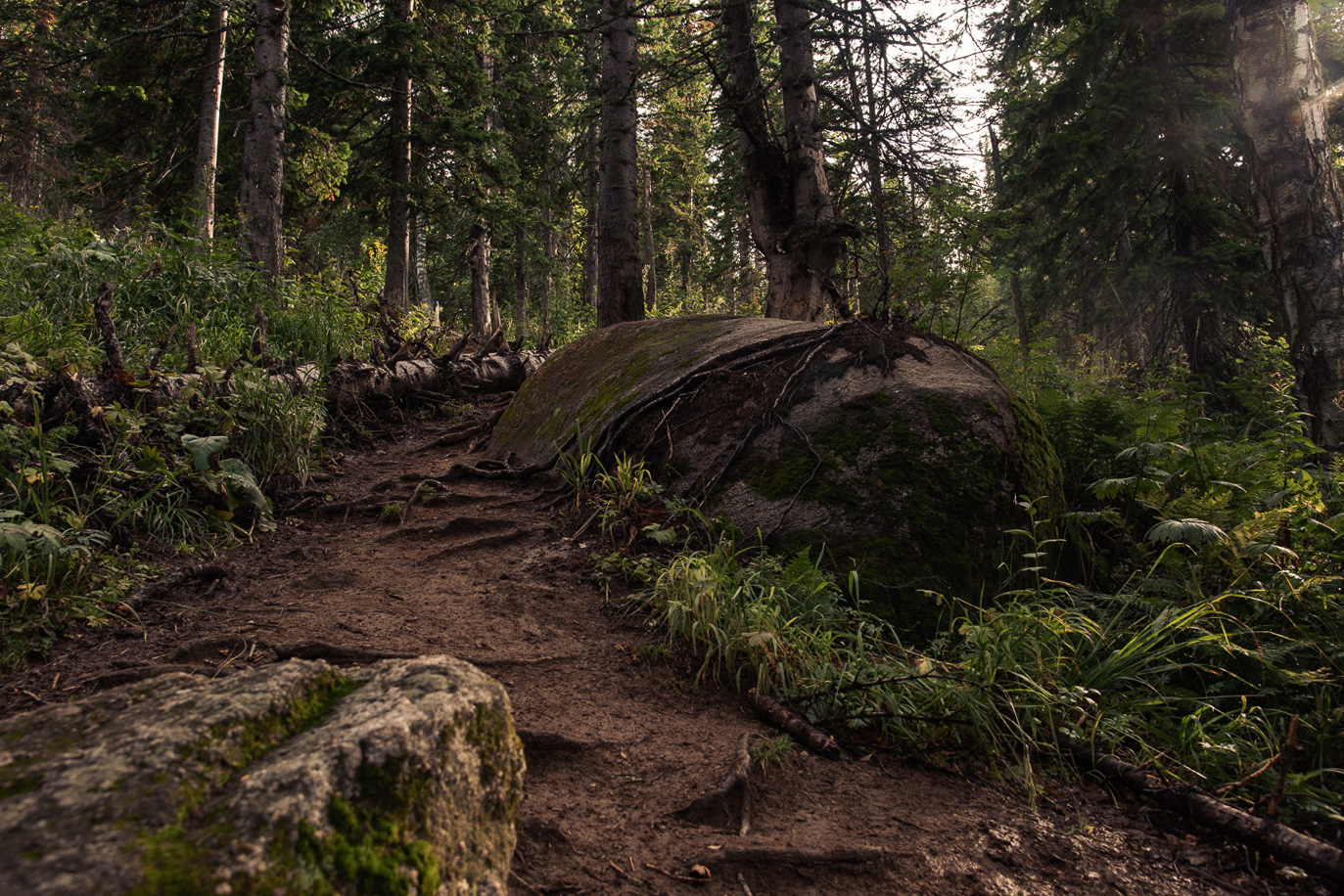 Трудная тропа