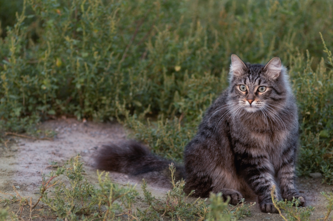 Где обещанная птичка?