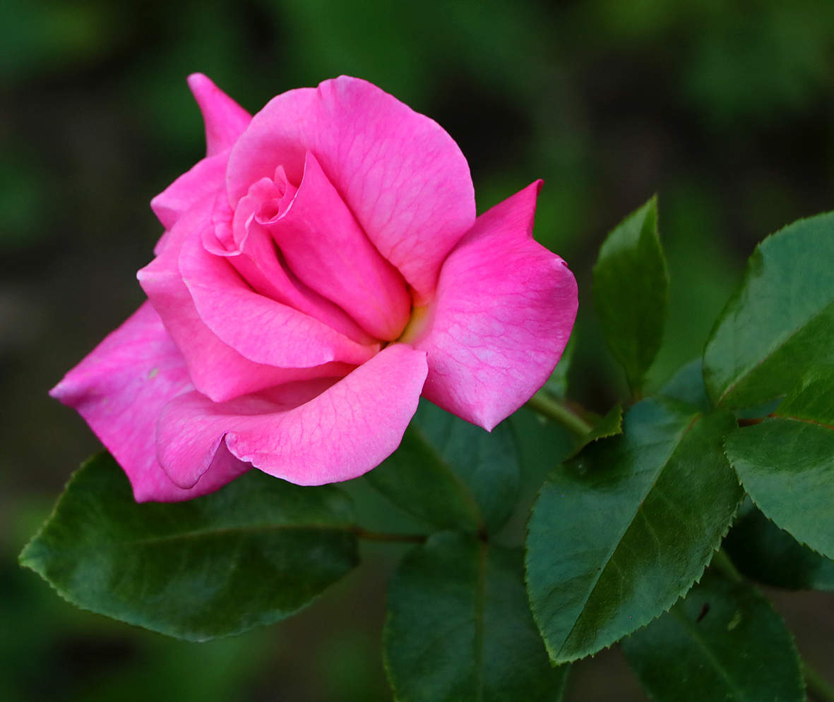 Августовская нежная