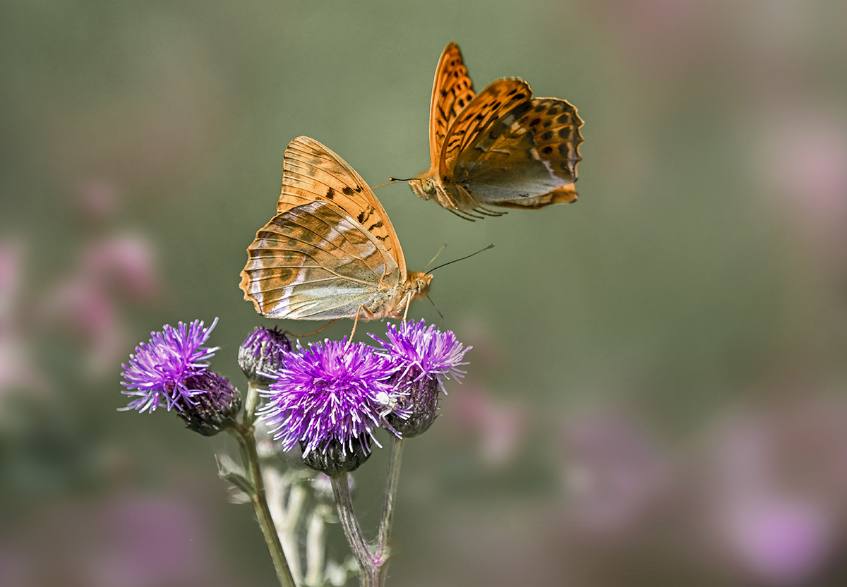 Успеть насладиться остатком лета....