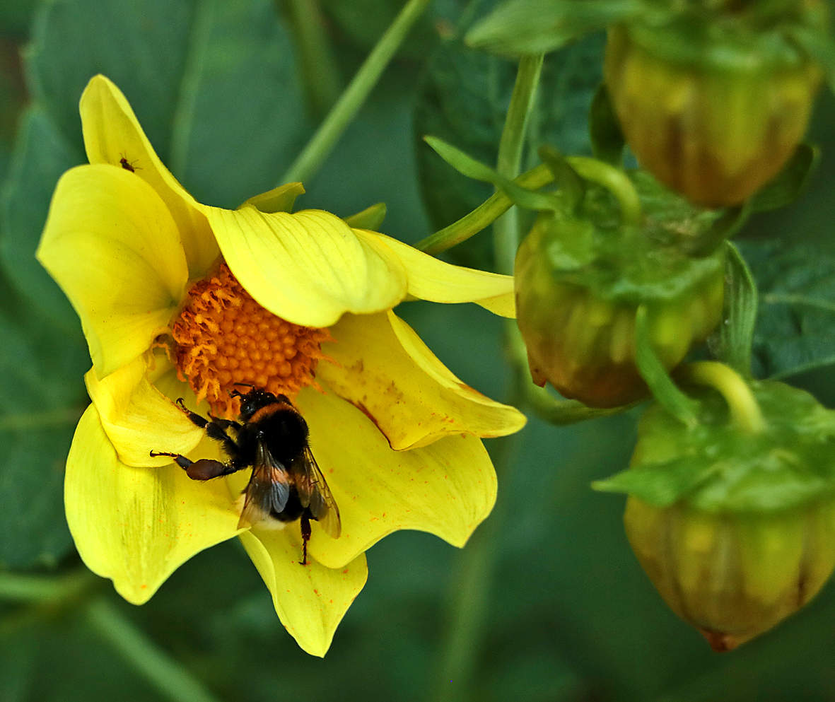 Вкусный георгинчик
