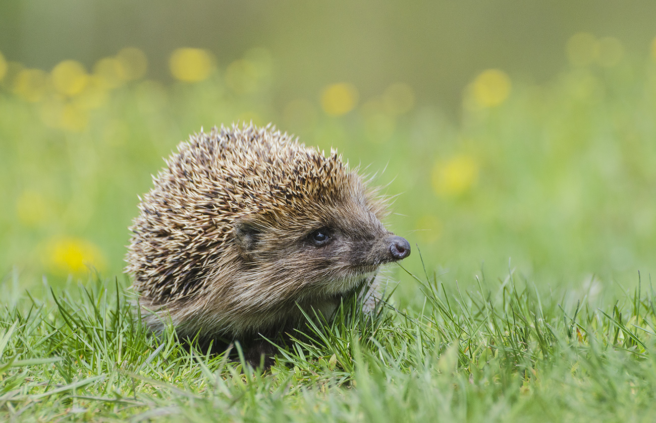 Много дорожек прошёл этот ёжик