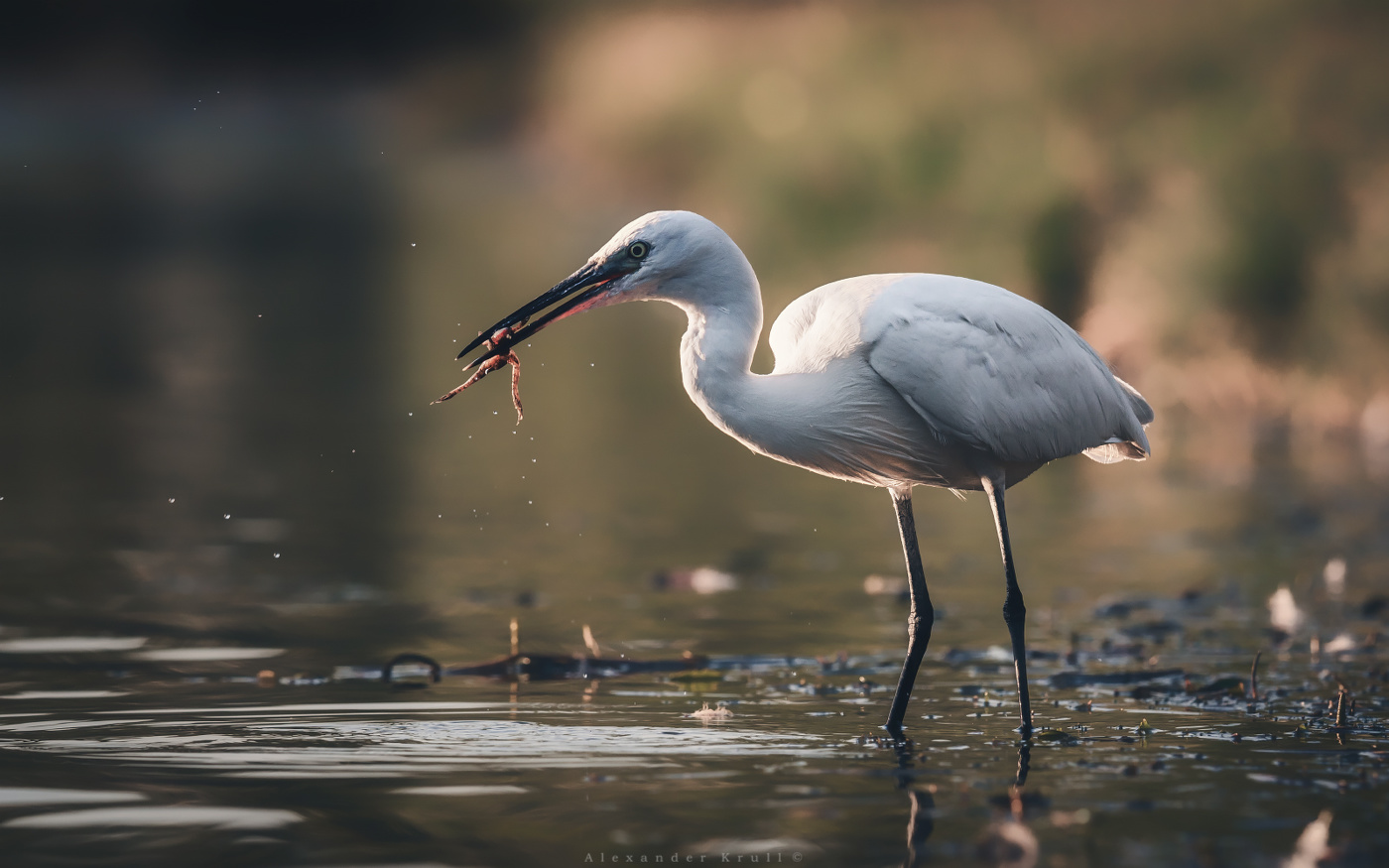 Лягушонок на завтрак
