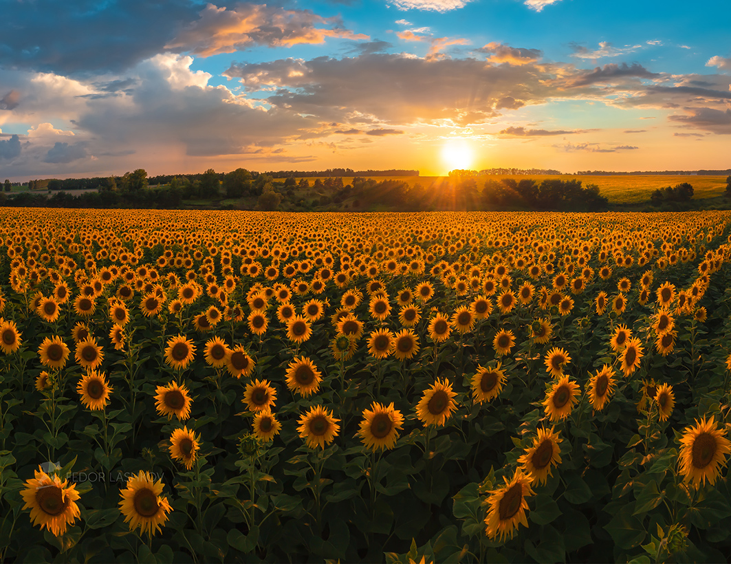 Подсолнечной закат