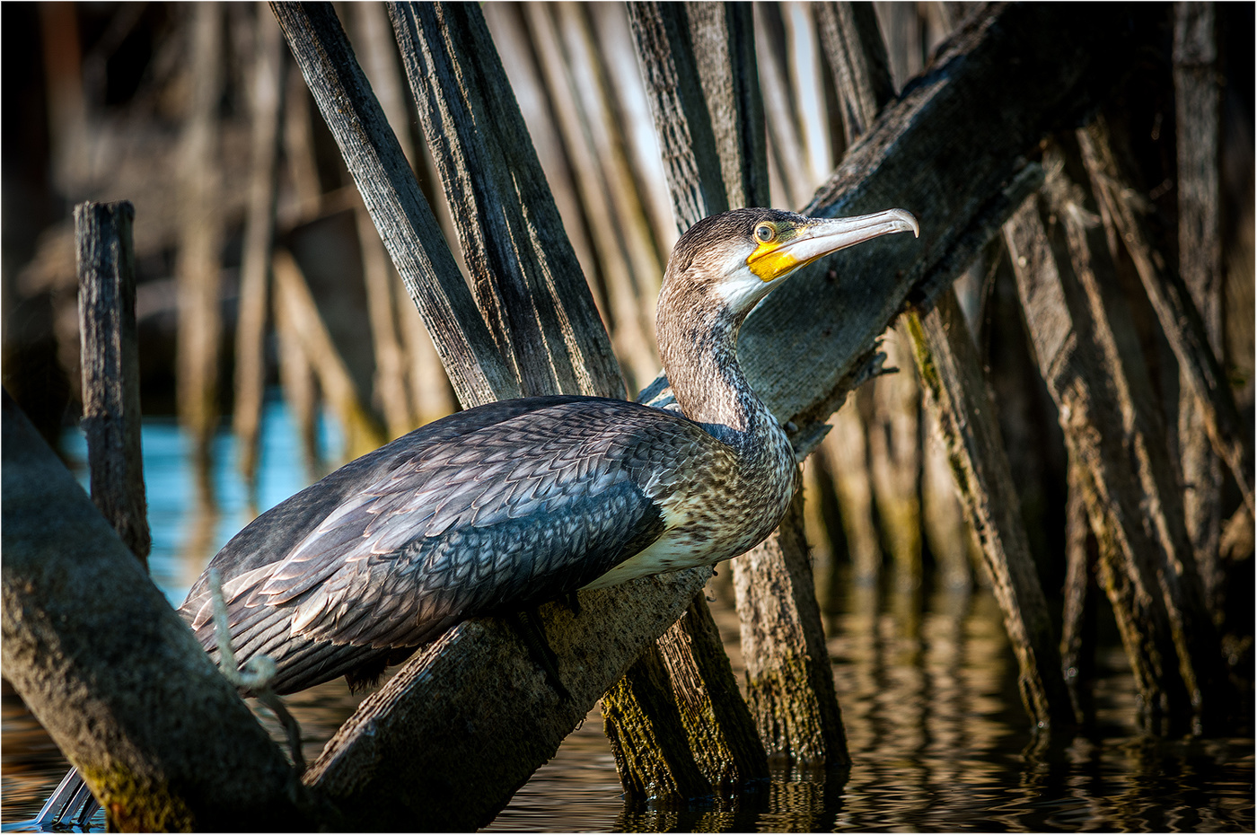 Большой баклан