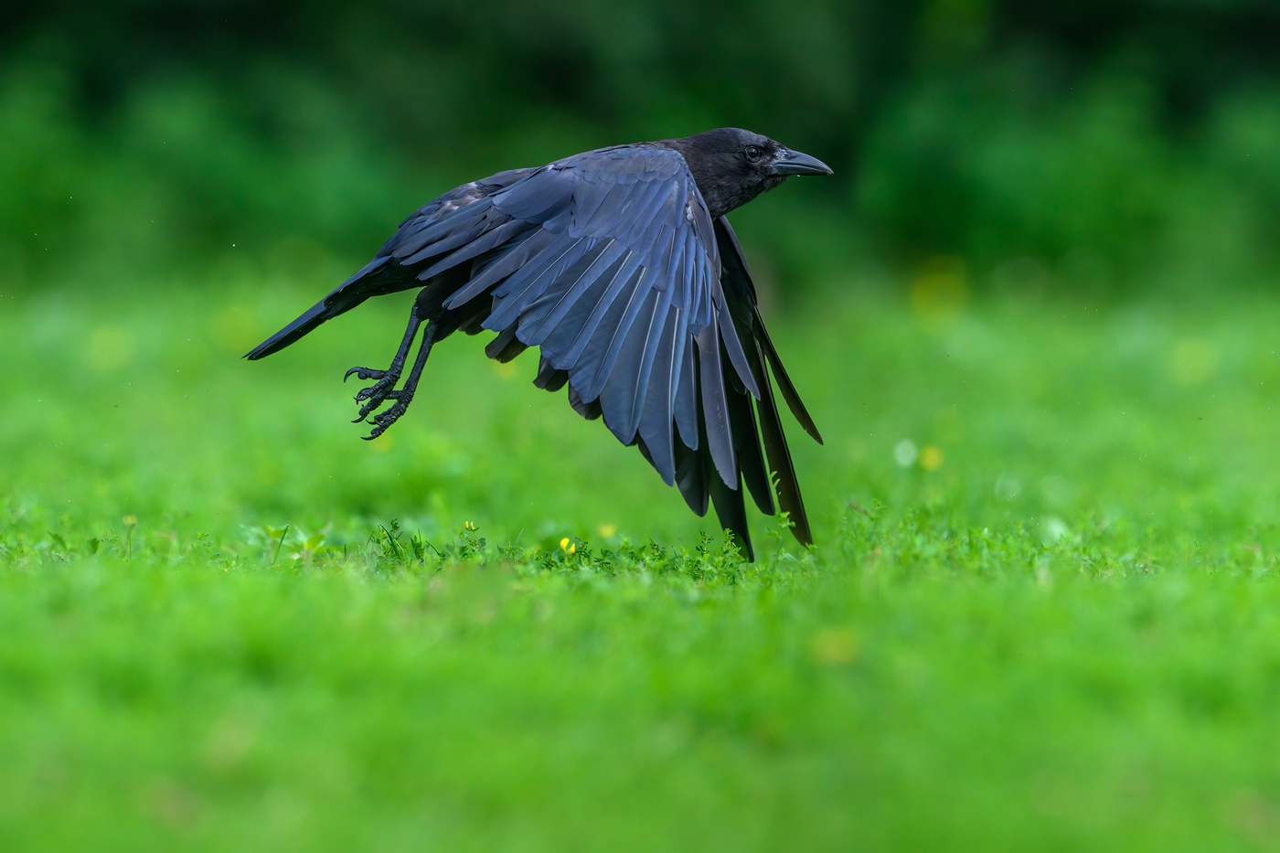 American crow