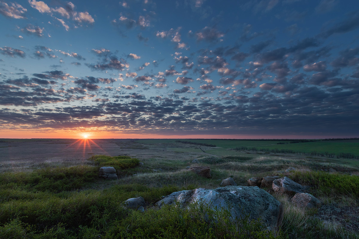 Утро в степи