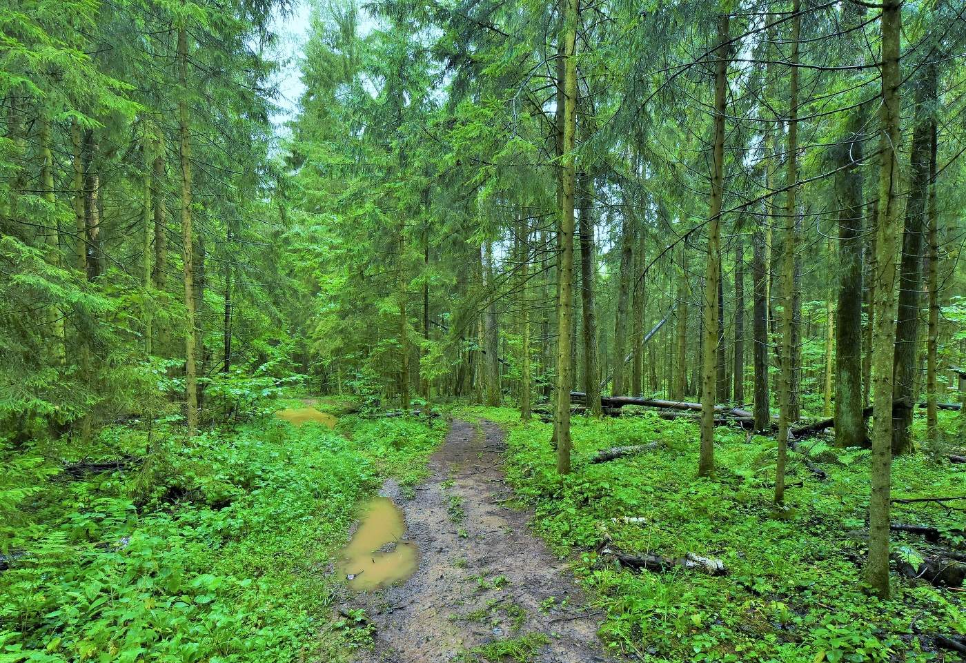 Дождливый август ...