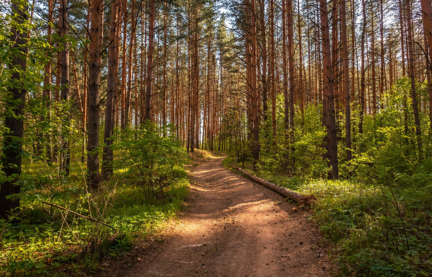 Светлым лесом.