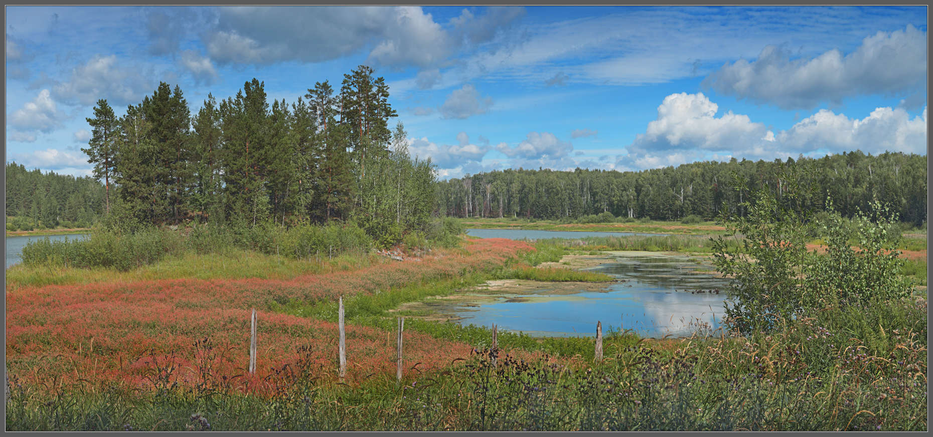 Цветет горец