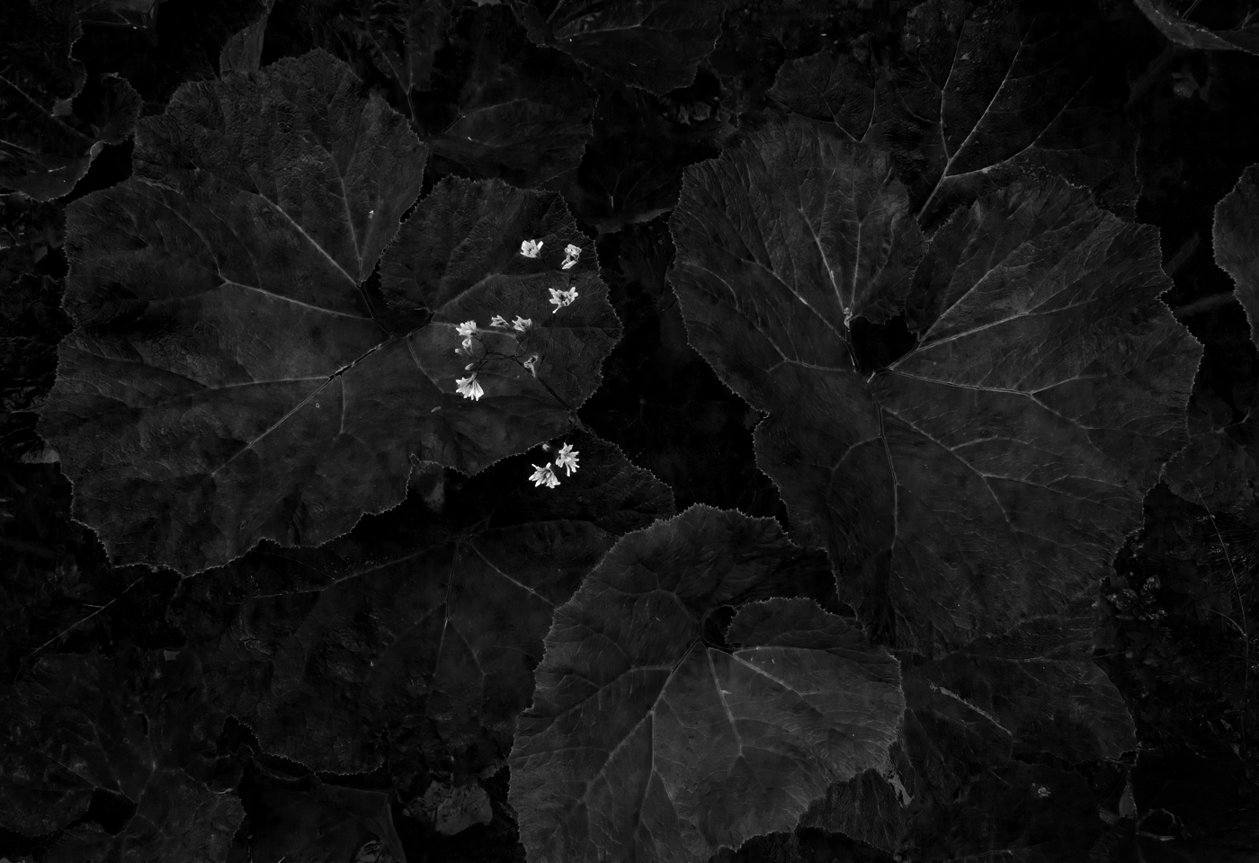 Лопухиада-1