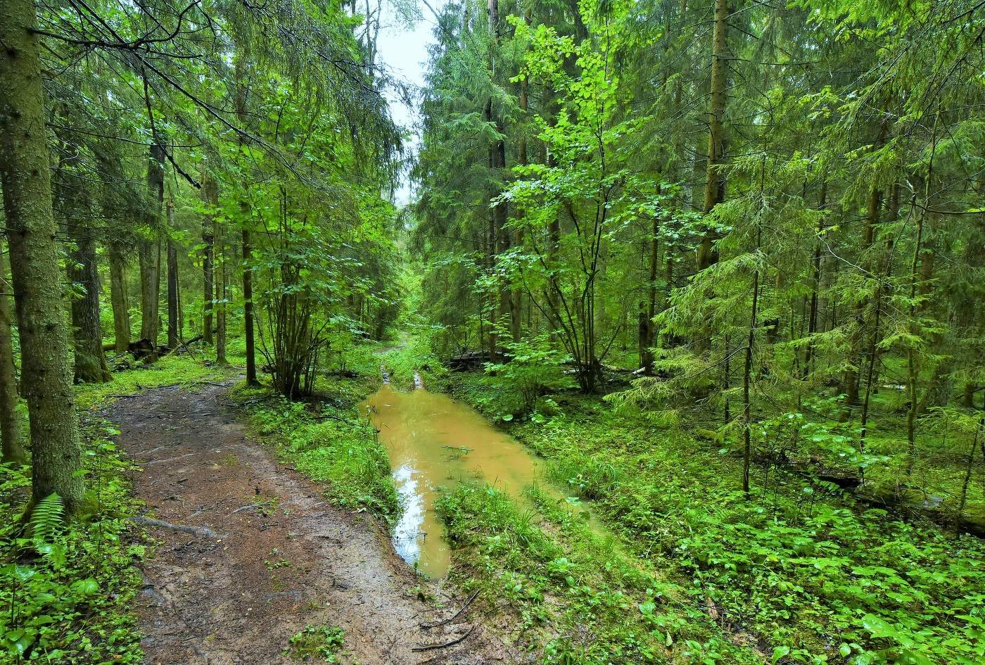 Опять дожди ...