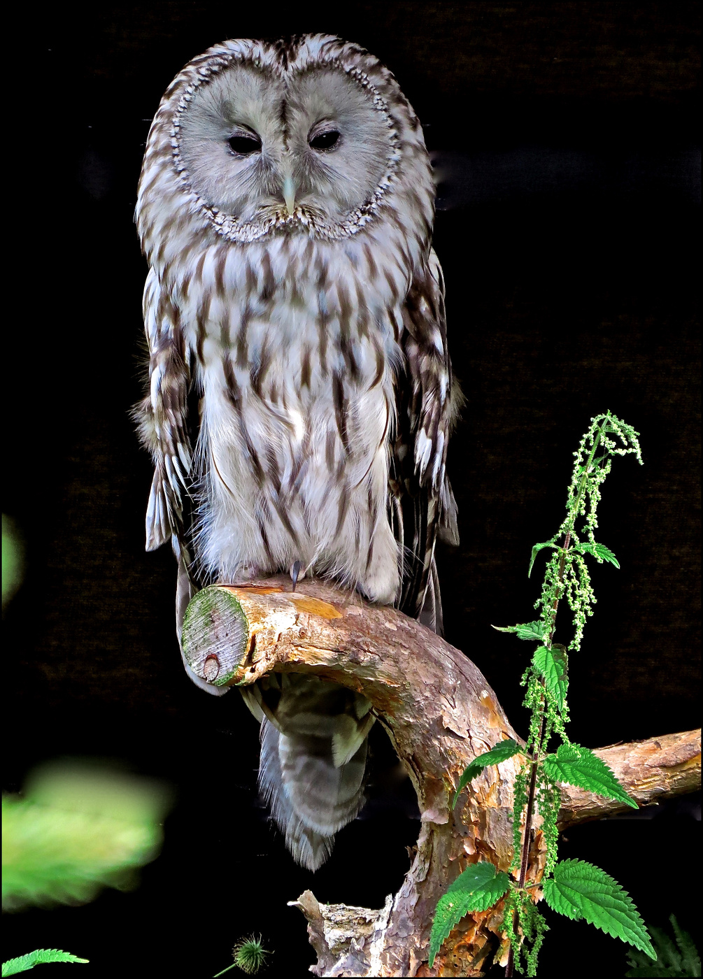 Длиннохвостая Уральская неясыть