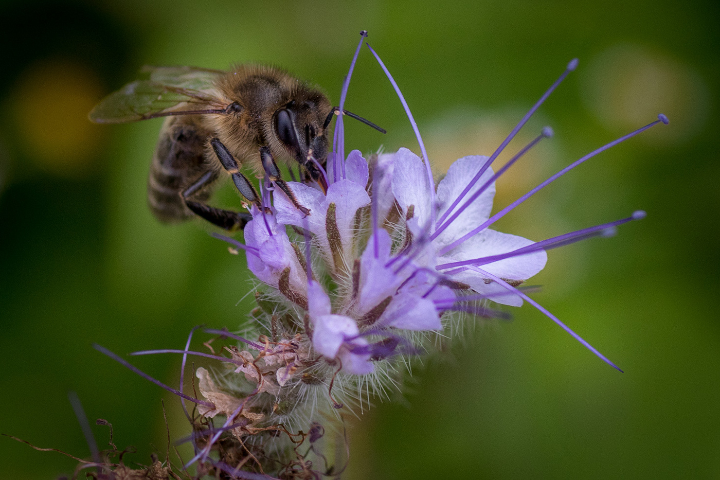 Сбор нектара в самом разгаре