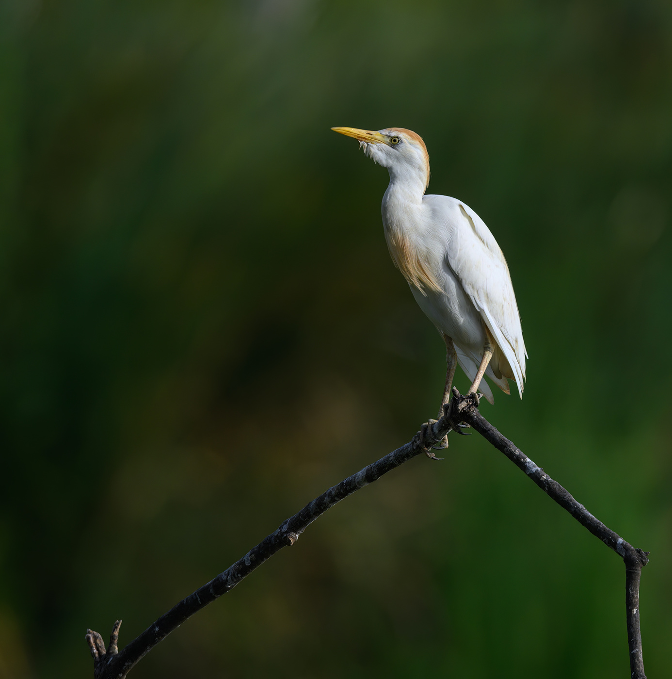 Cattle egret