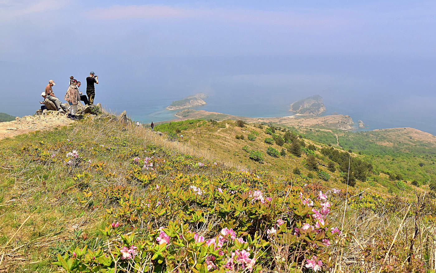 Рододендрон Шлиппенбаха.