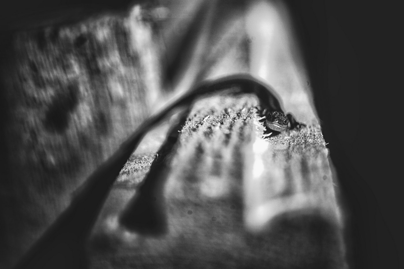 Жизнь вокруг